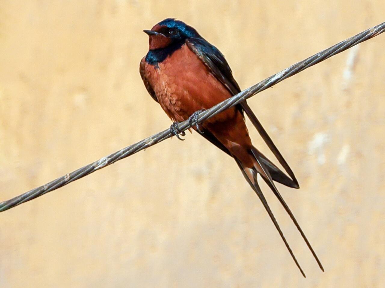 Barn Swallow