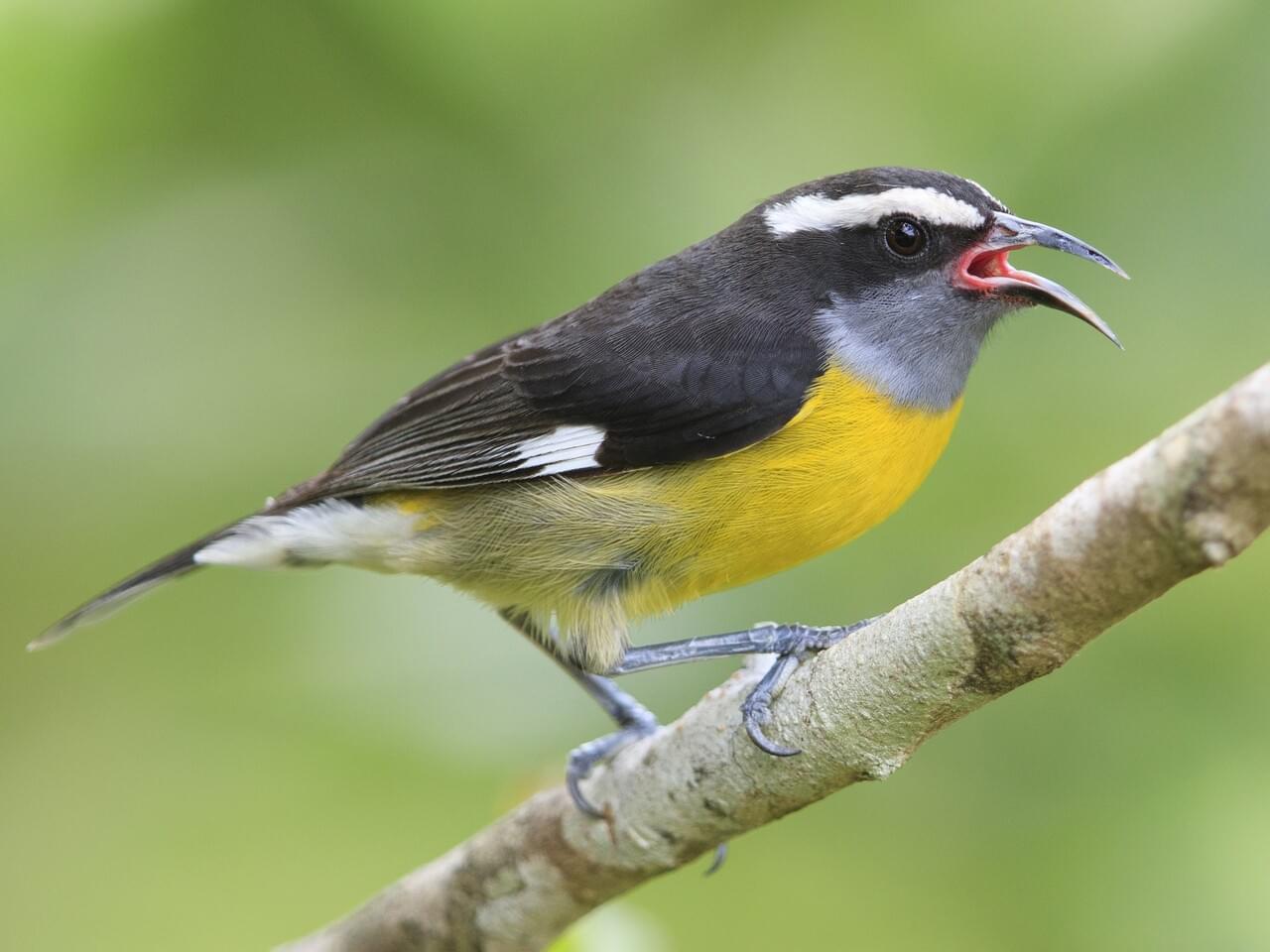 Bananaquit