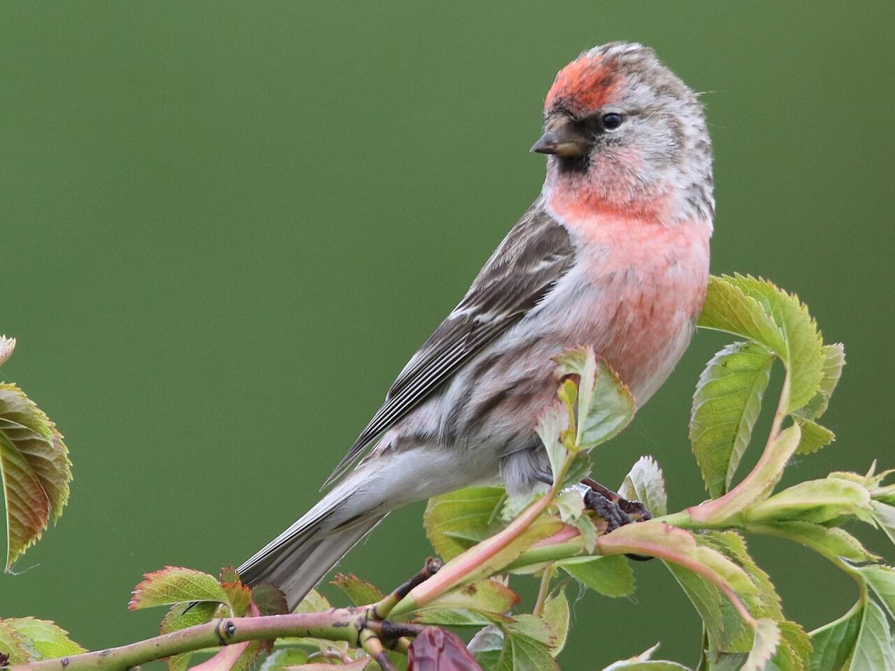 Common Redpoll