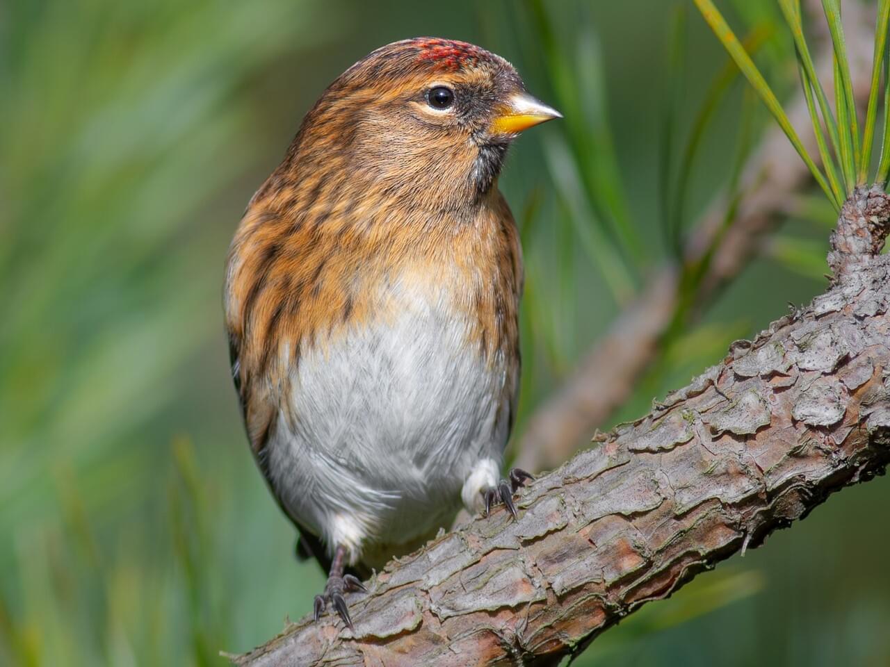 Common Redpoll