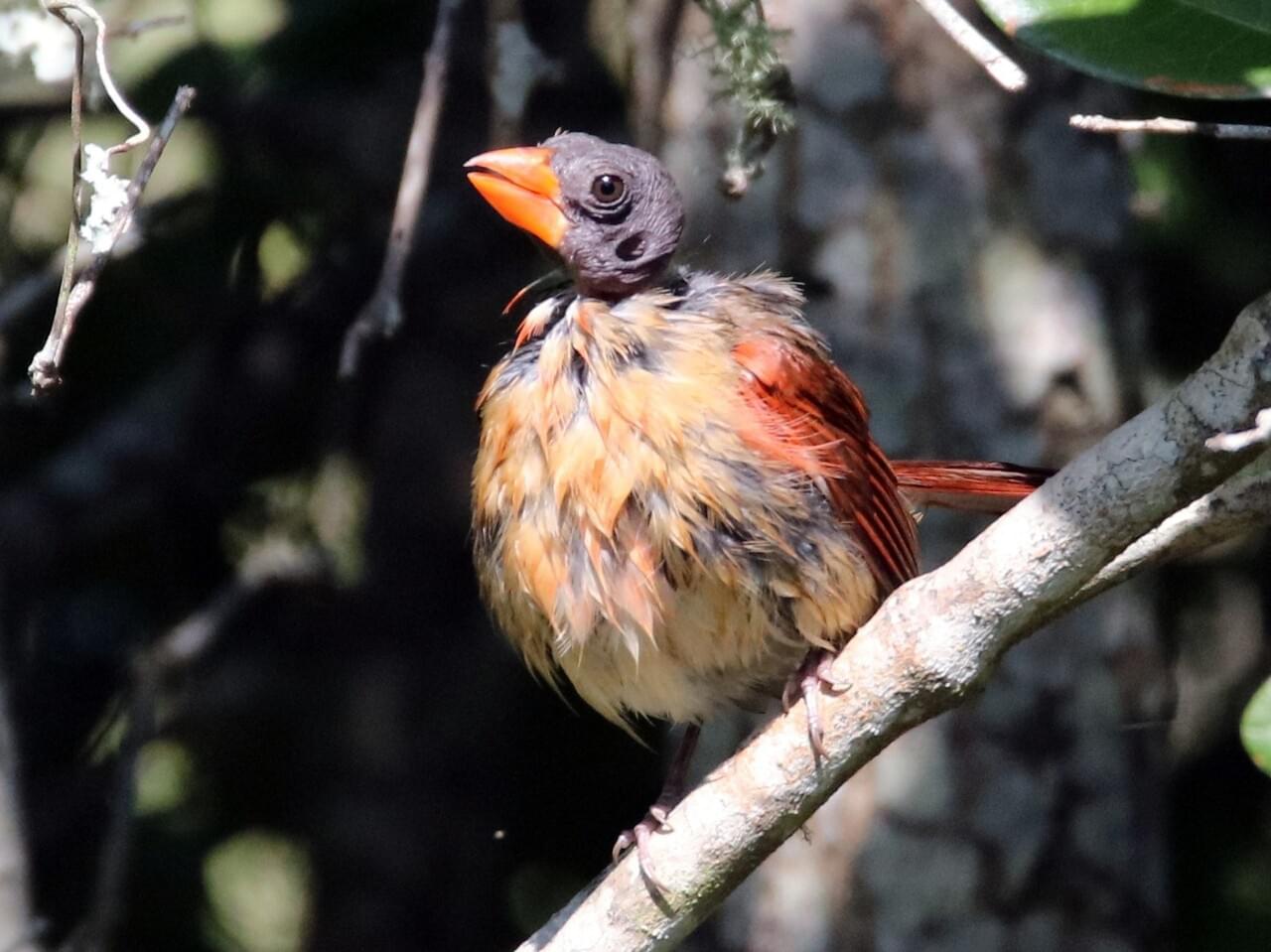 Northern Cardinal