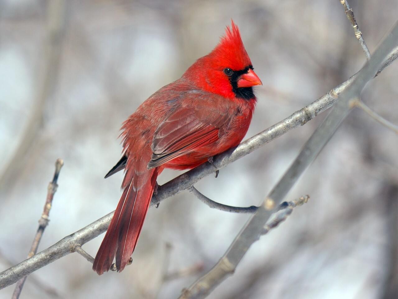 Northern Cardinal