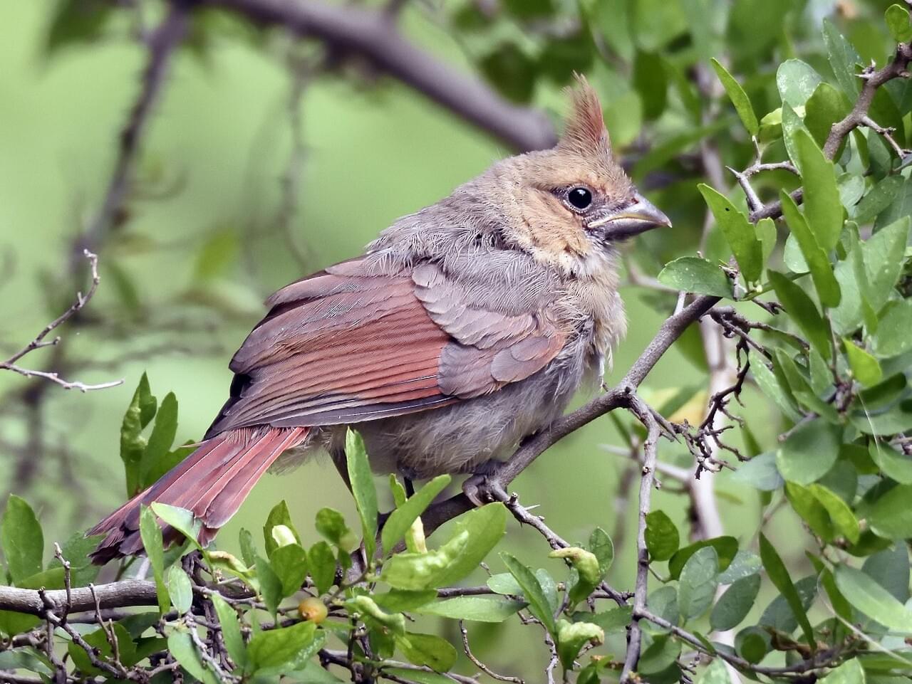 Northern Cardinal