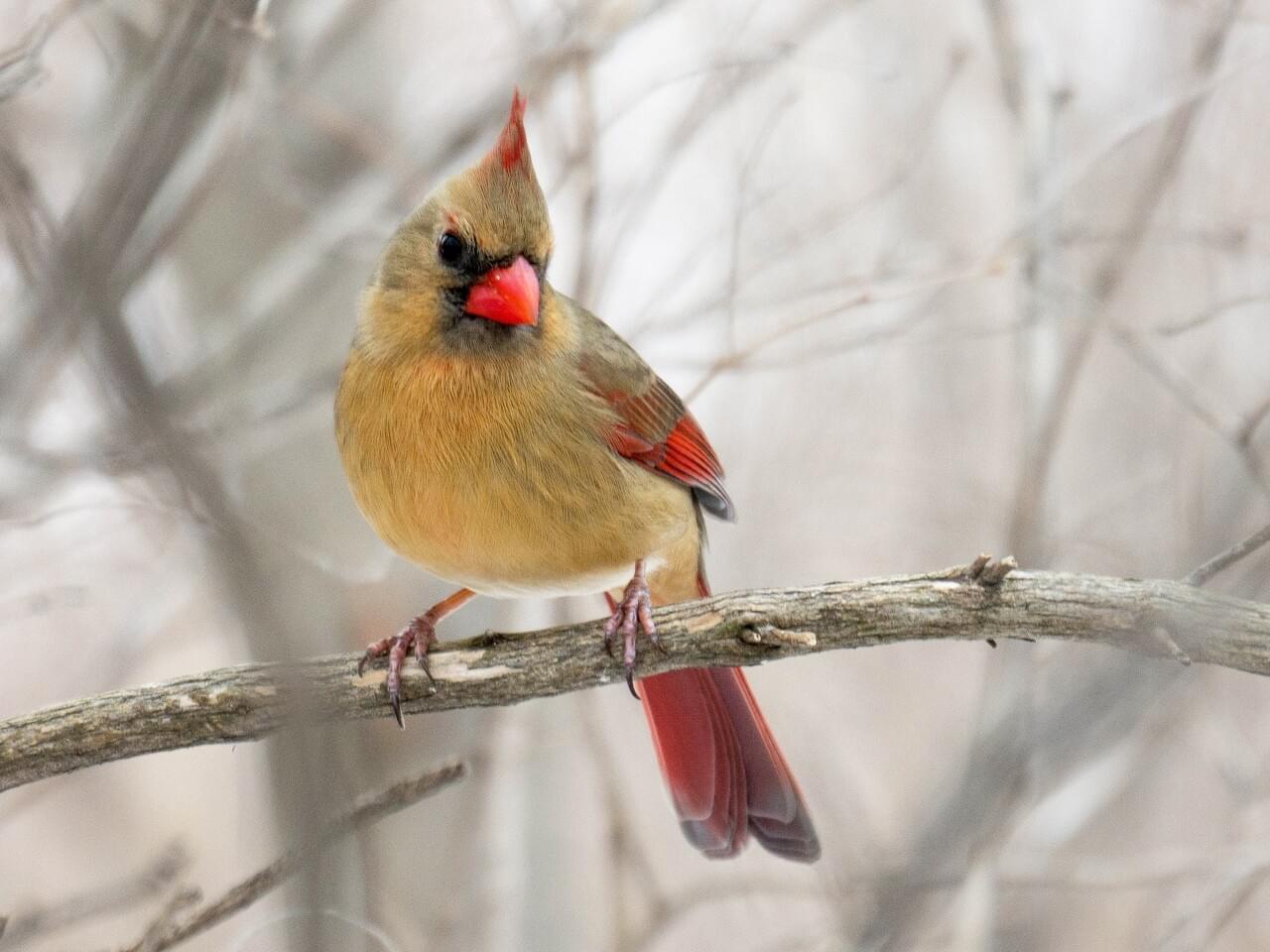 Northern Cardinal