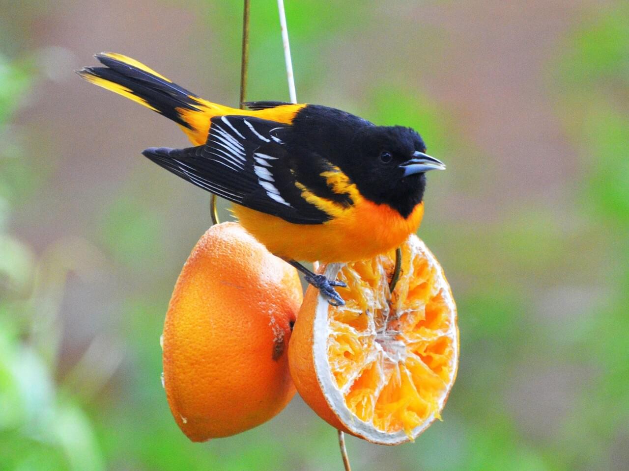 Baltimore Oriole (east)