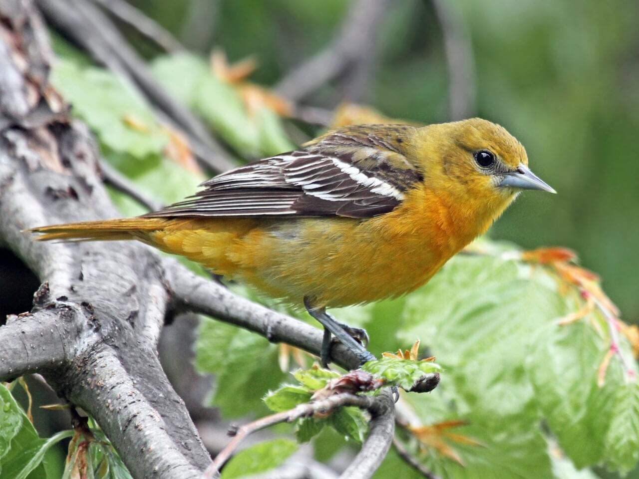 Baltimore Oriole (east)