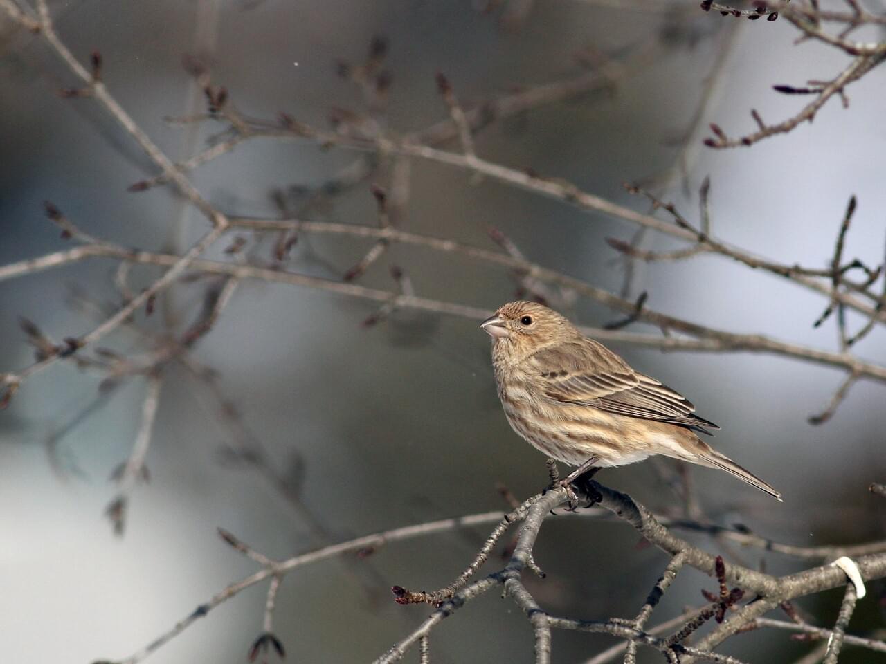 House Finch