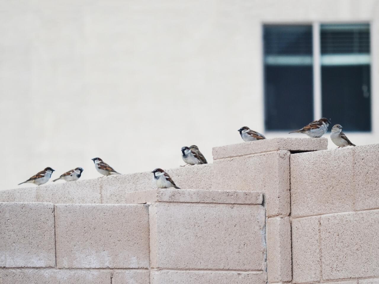 House Sparrow