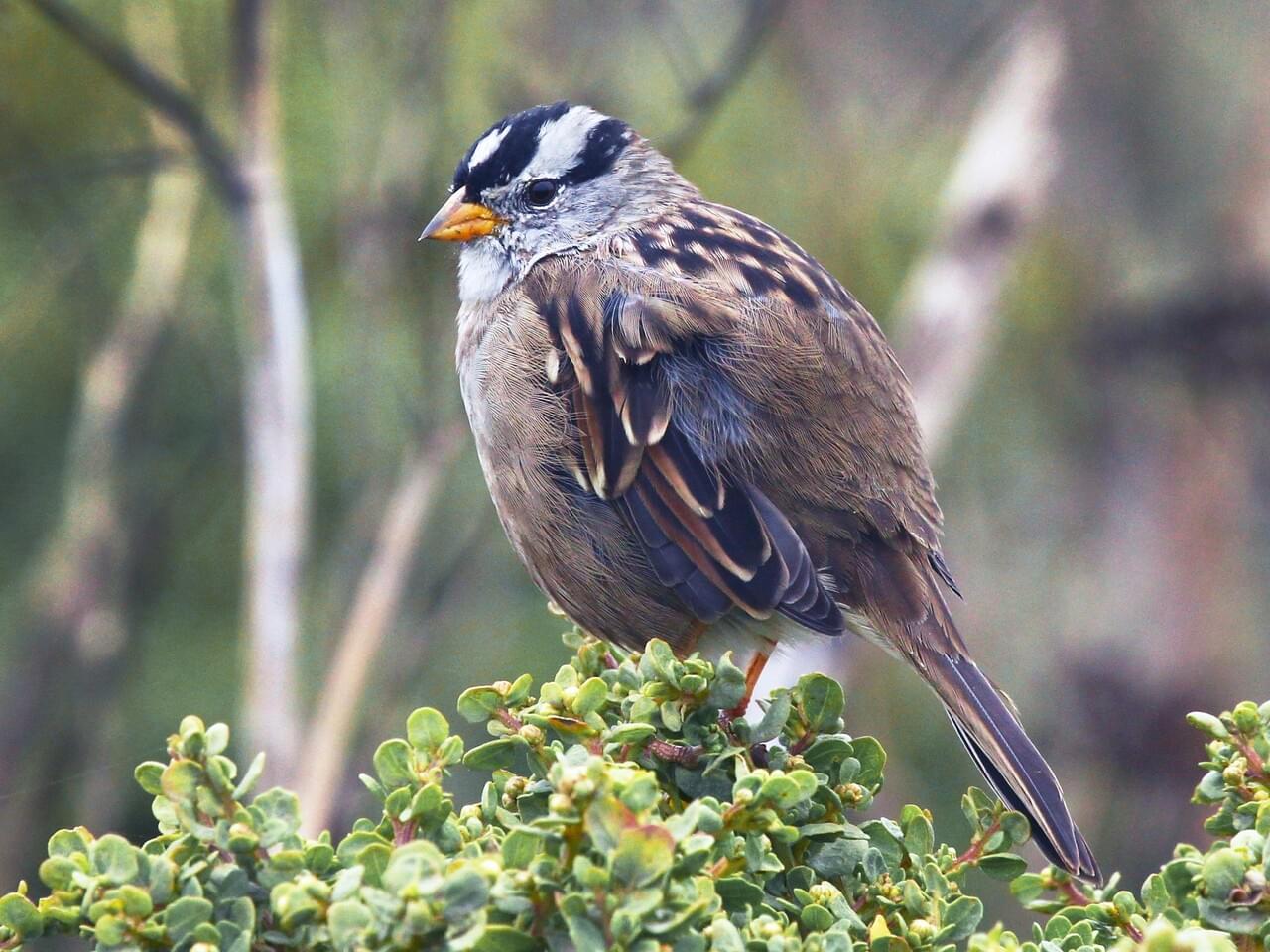 White-crowned Sparrow