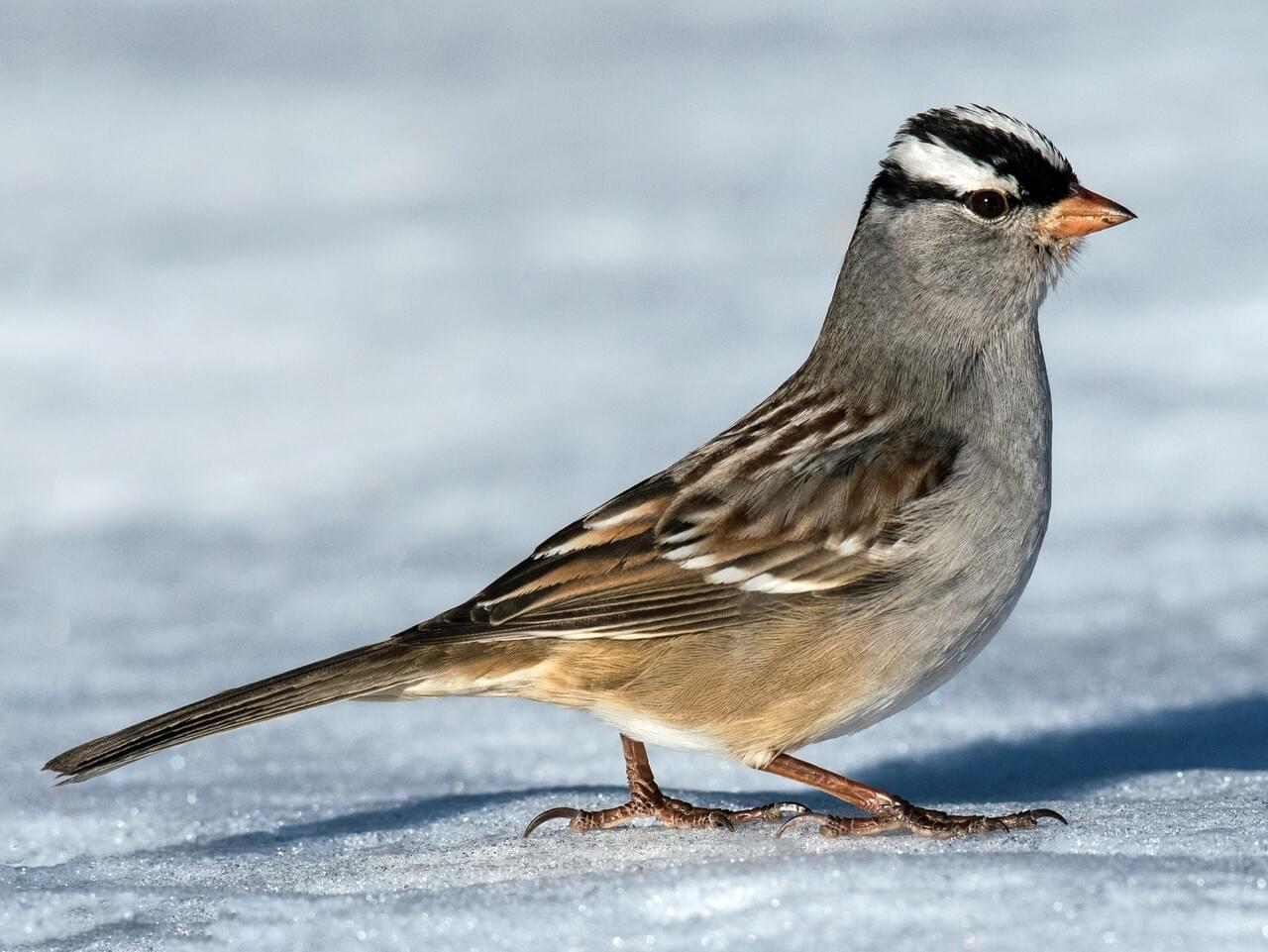 White-crowned Sparrow