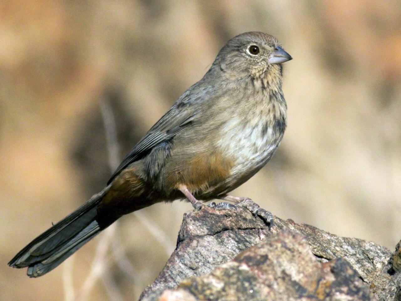 Canyon Towhee
