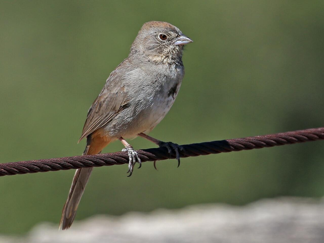 Canyon Towhee