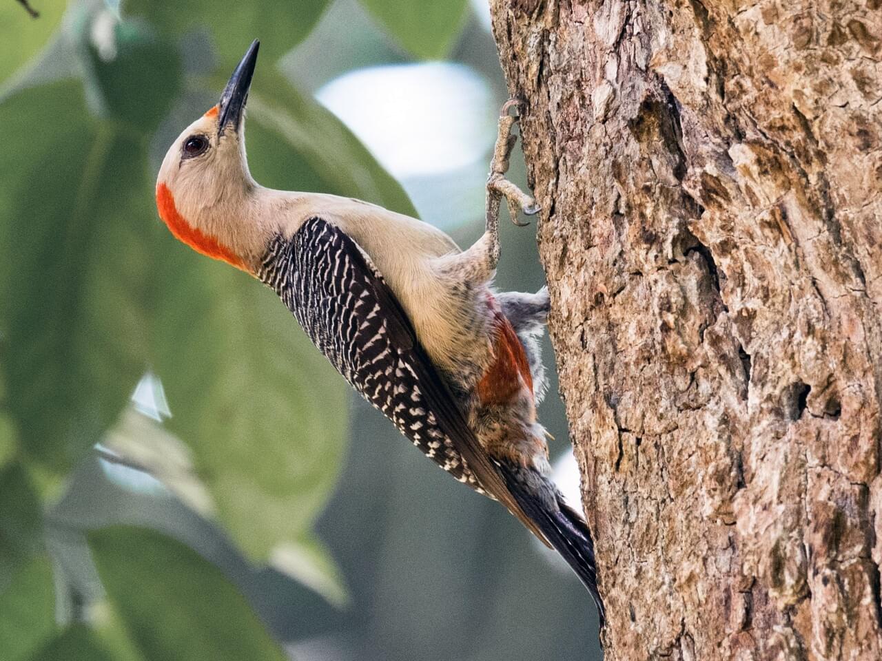 Golden-fronted Woodpecker