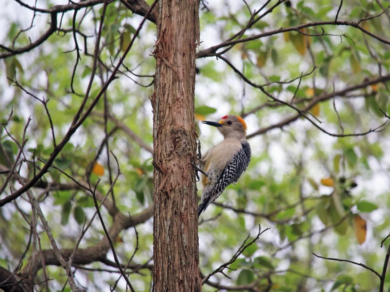 Golden-fronted Woodpecker