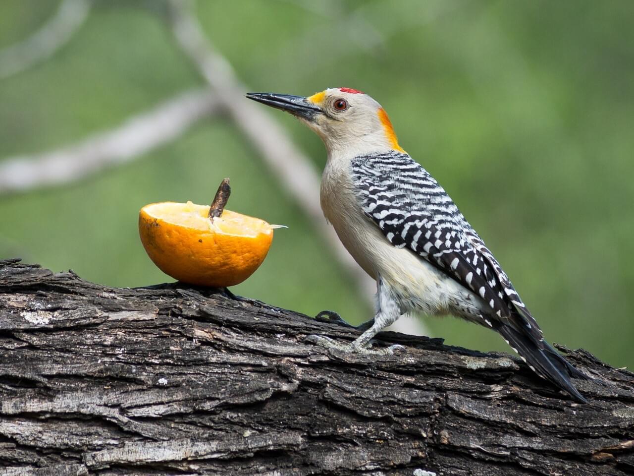 Golden-fronted Woodpecker