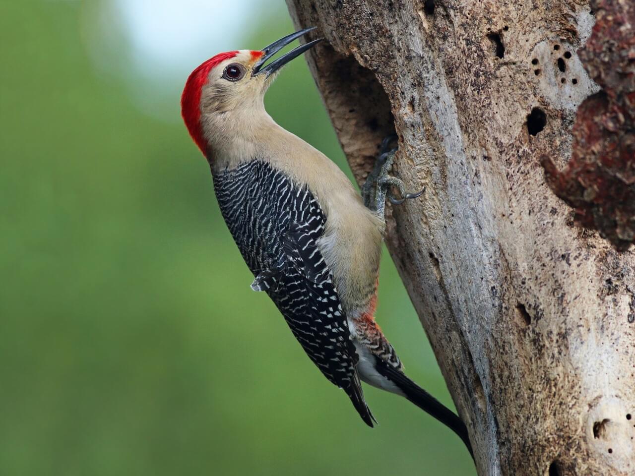 Golden-fronted Woodpecker