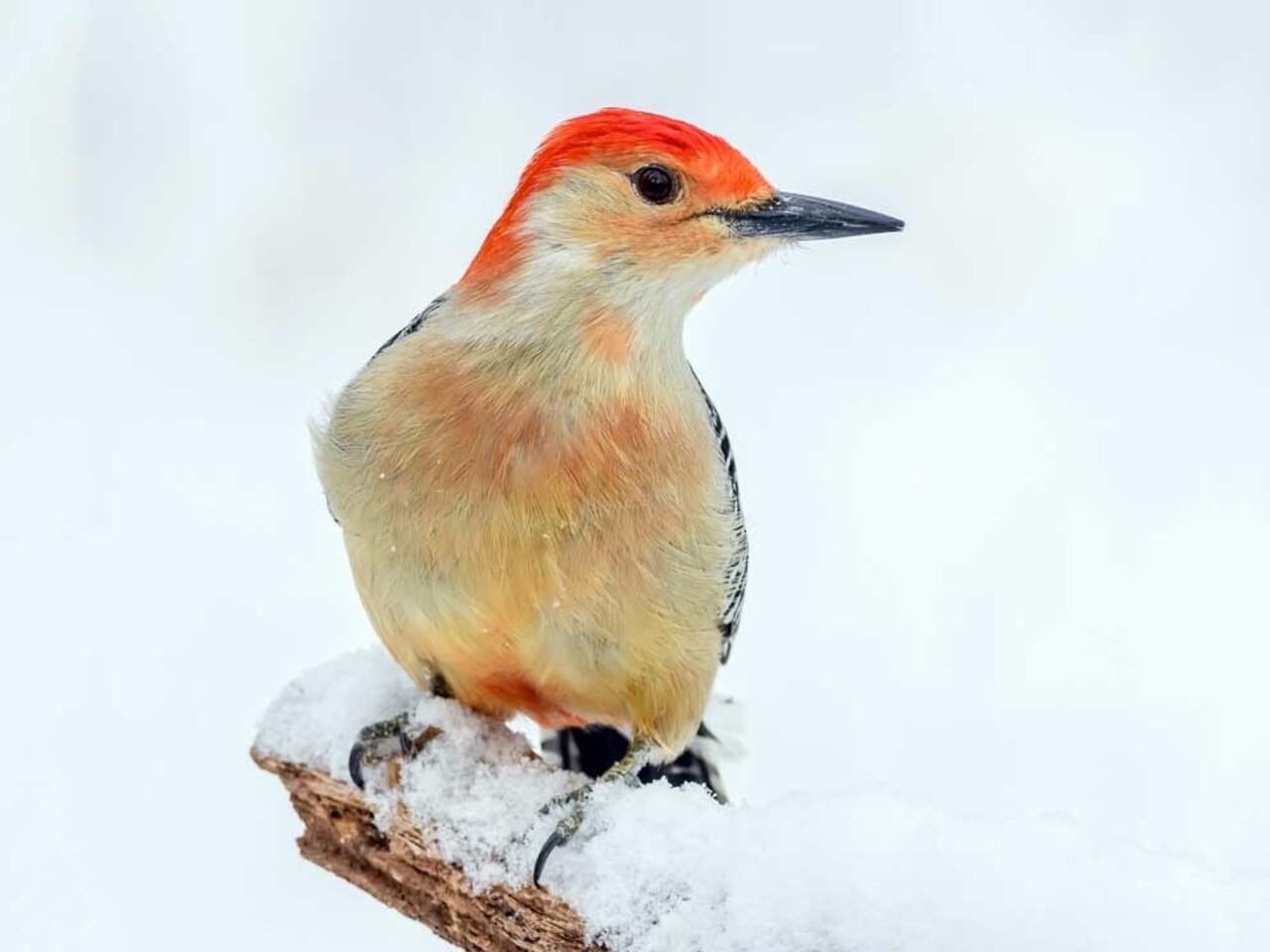 Red-bellied Woodpecker