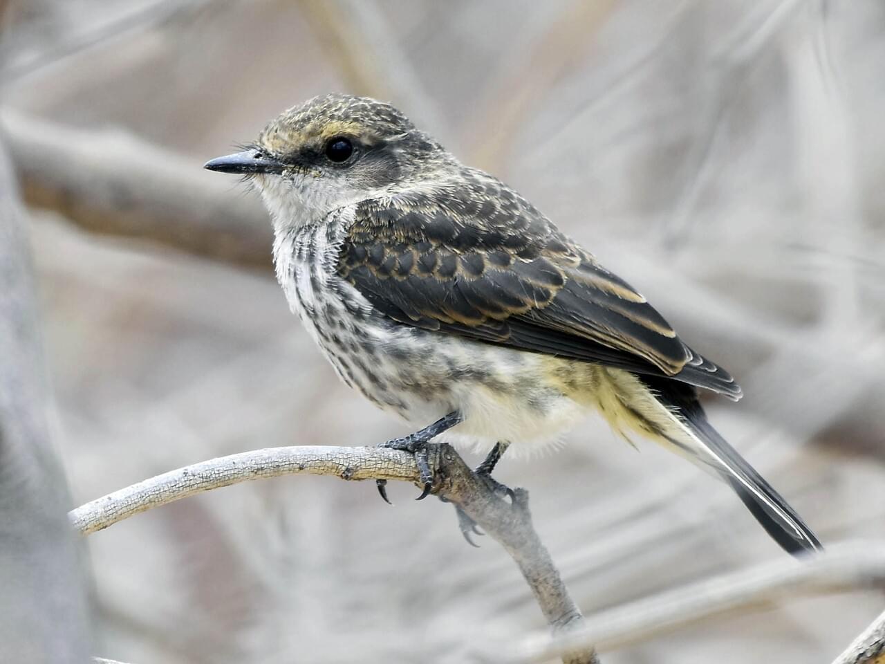 Vermilion Flycatcher