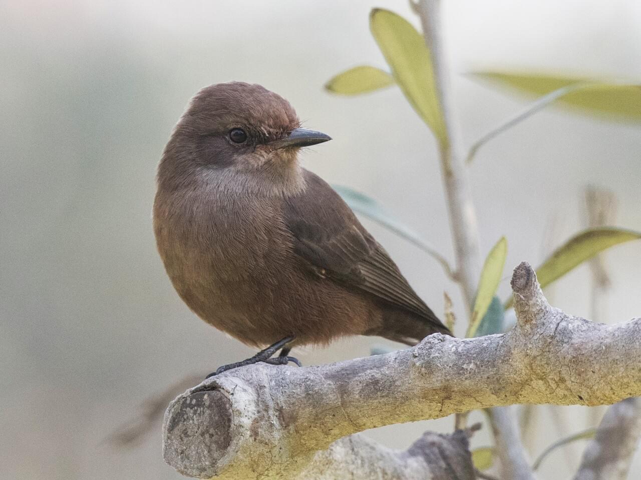 Vermilion Flycatcher