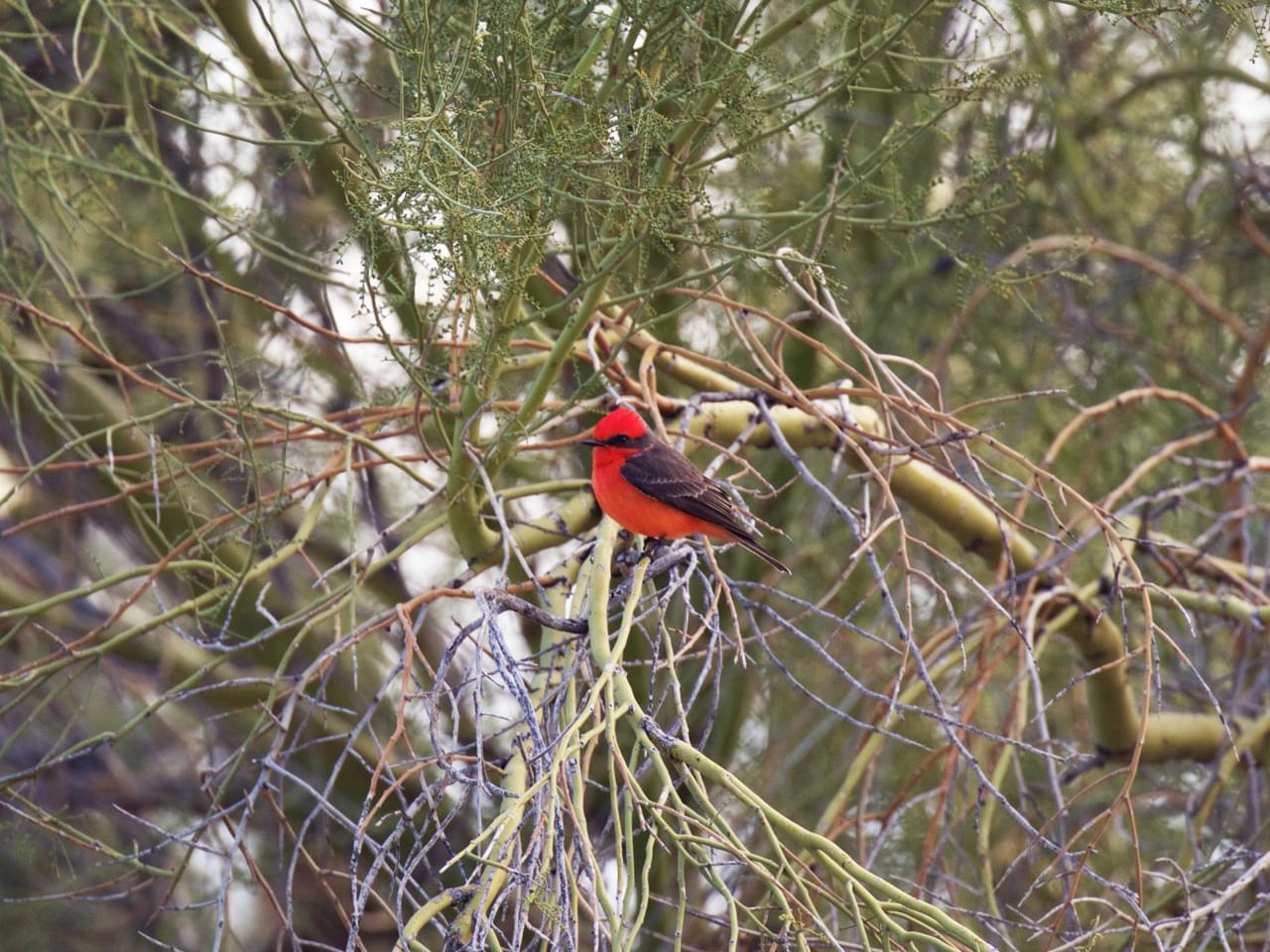 Vermilion Flycatcher