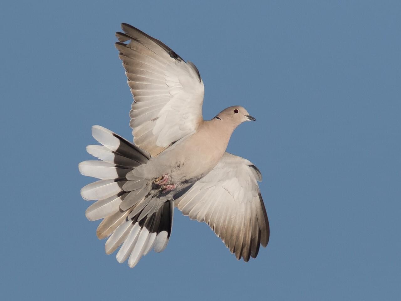 Eurasian Collared-Dove