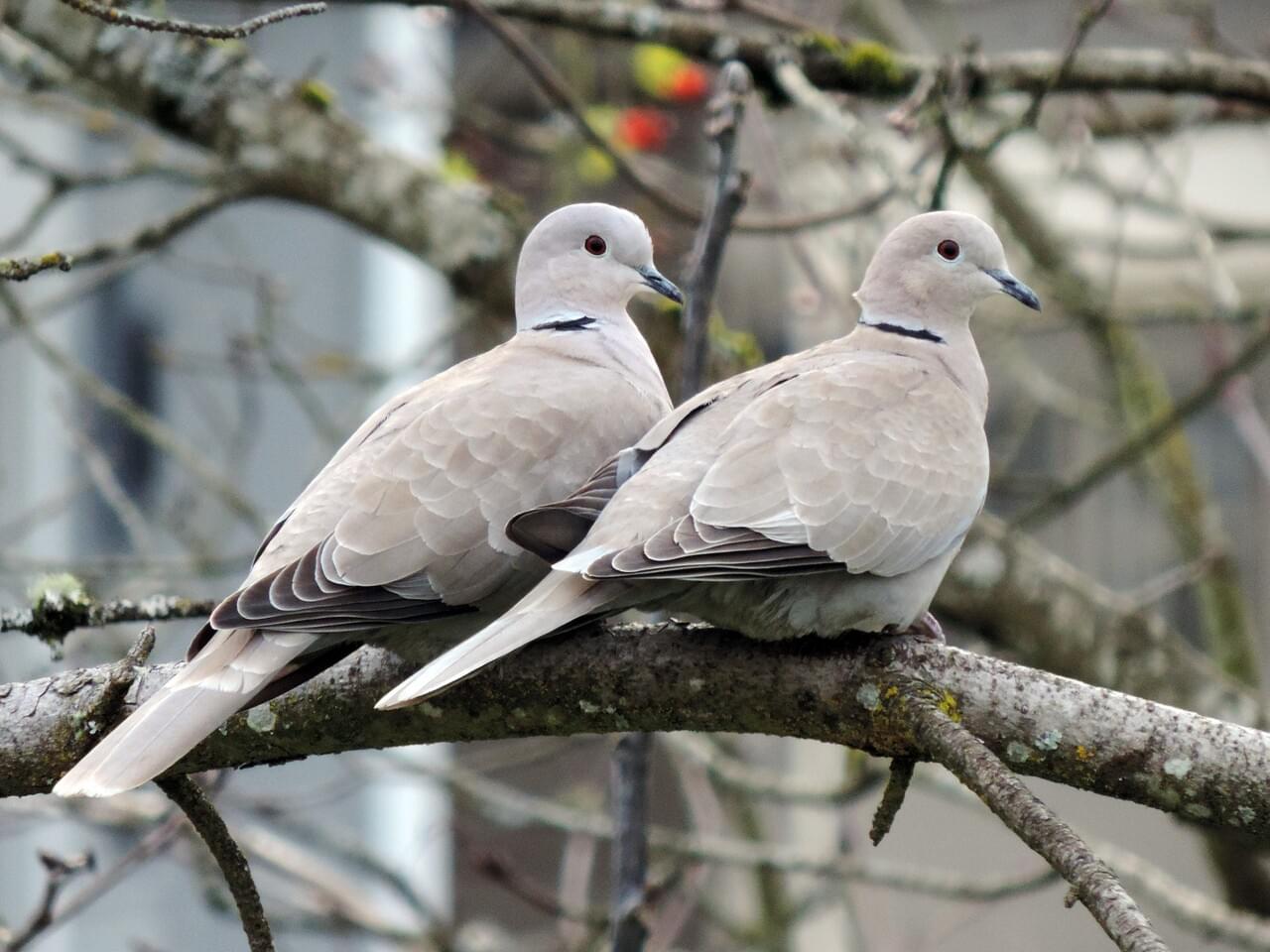 Eurasian Collared-Dove