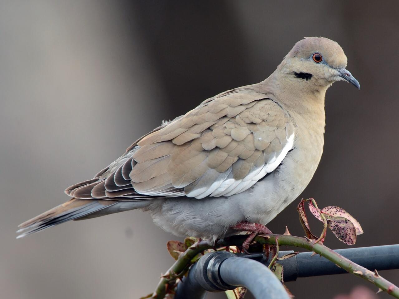 White-winged Dove