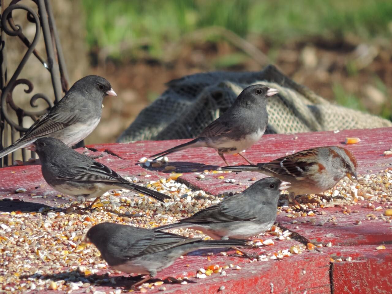Dark-eyed Junco