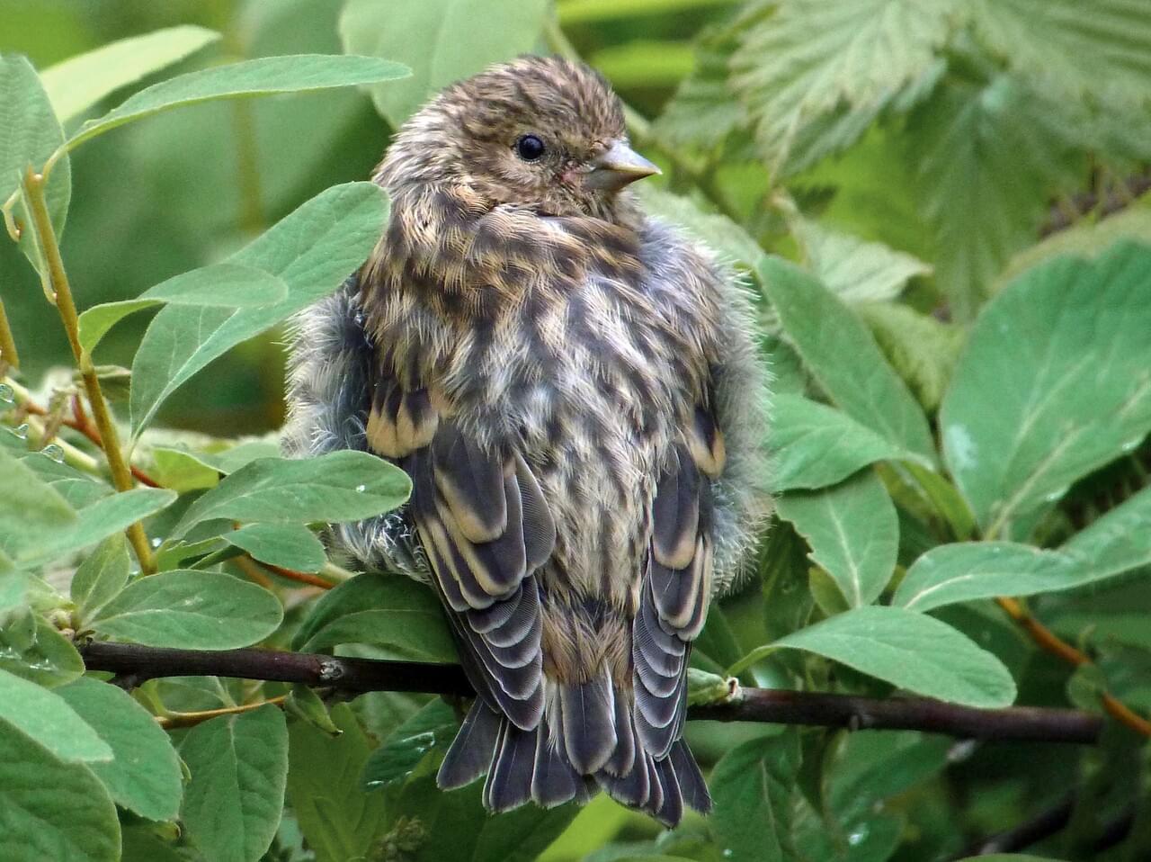 Pine Siskin