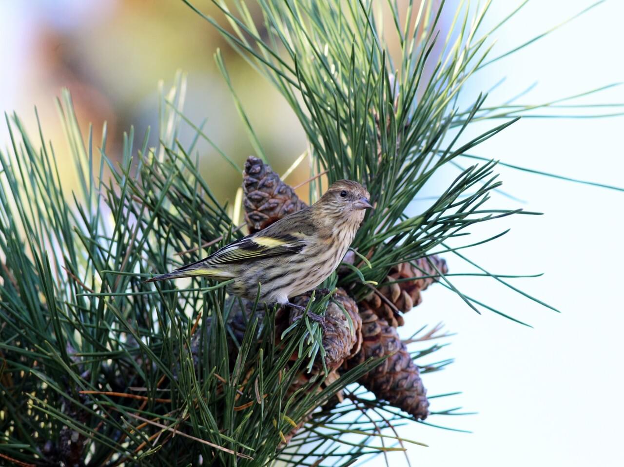 Pine Siskin