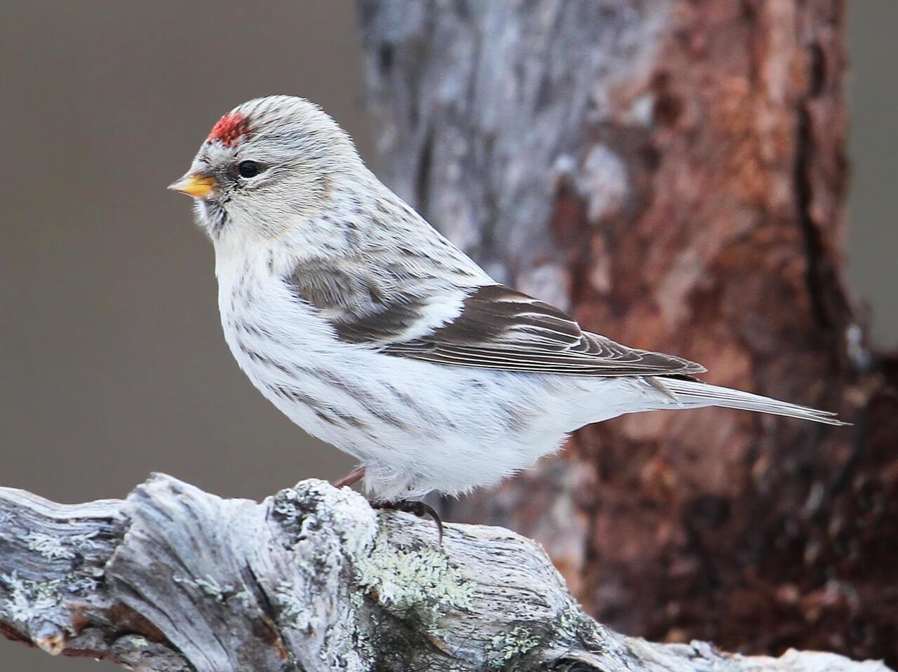 Common Redpoll