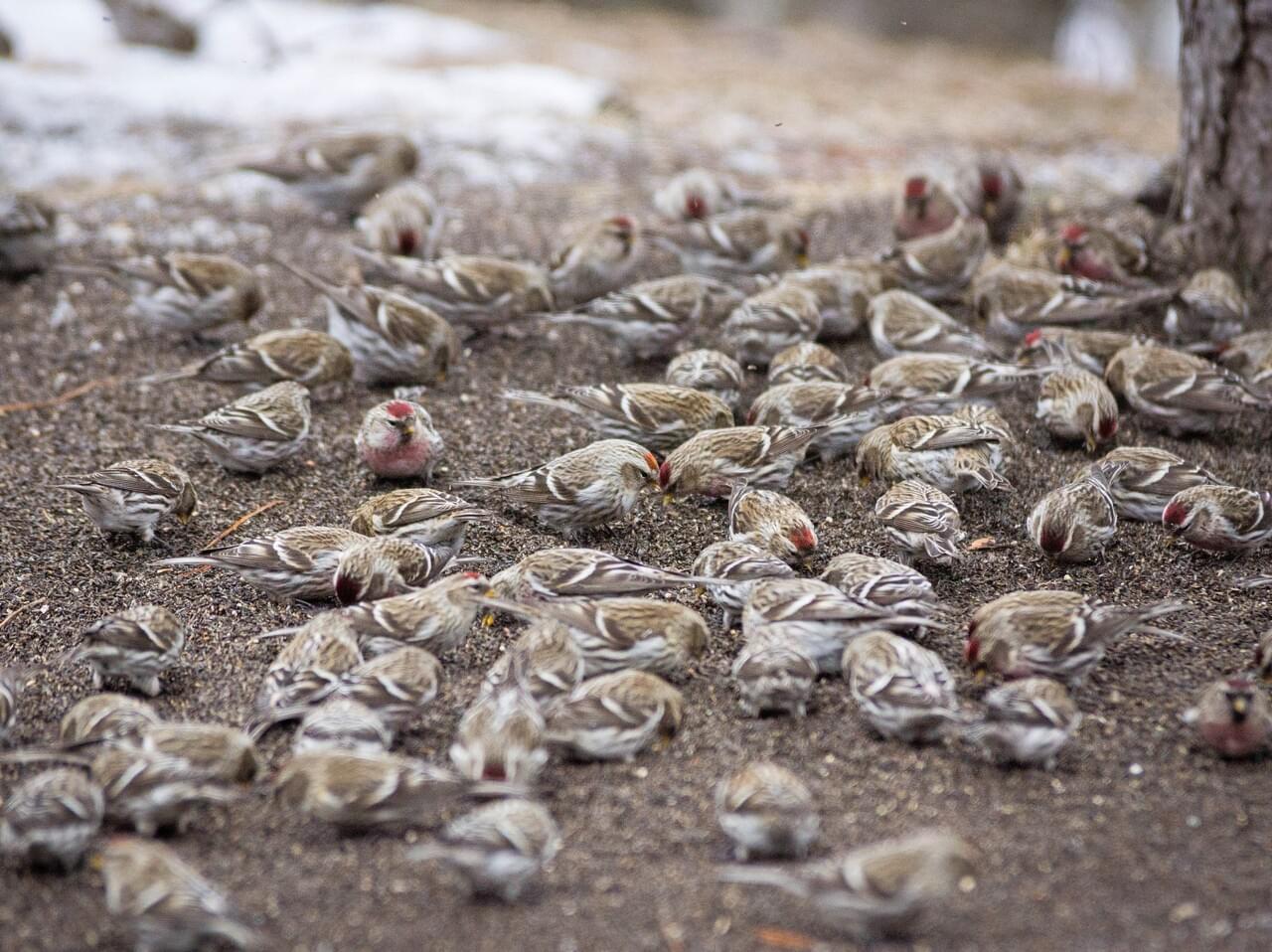 Common Redpoll