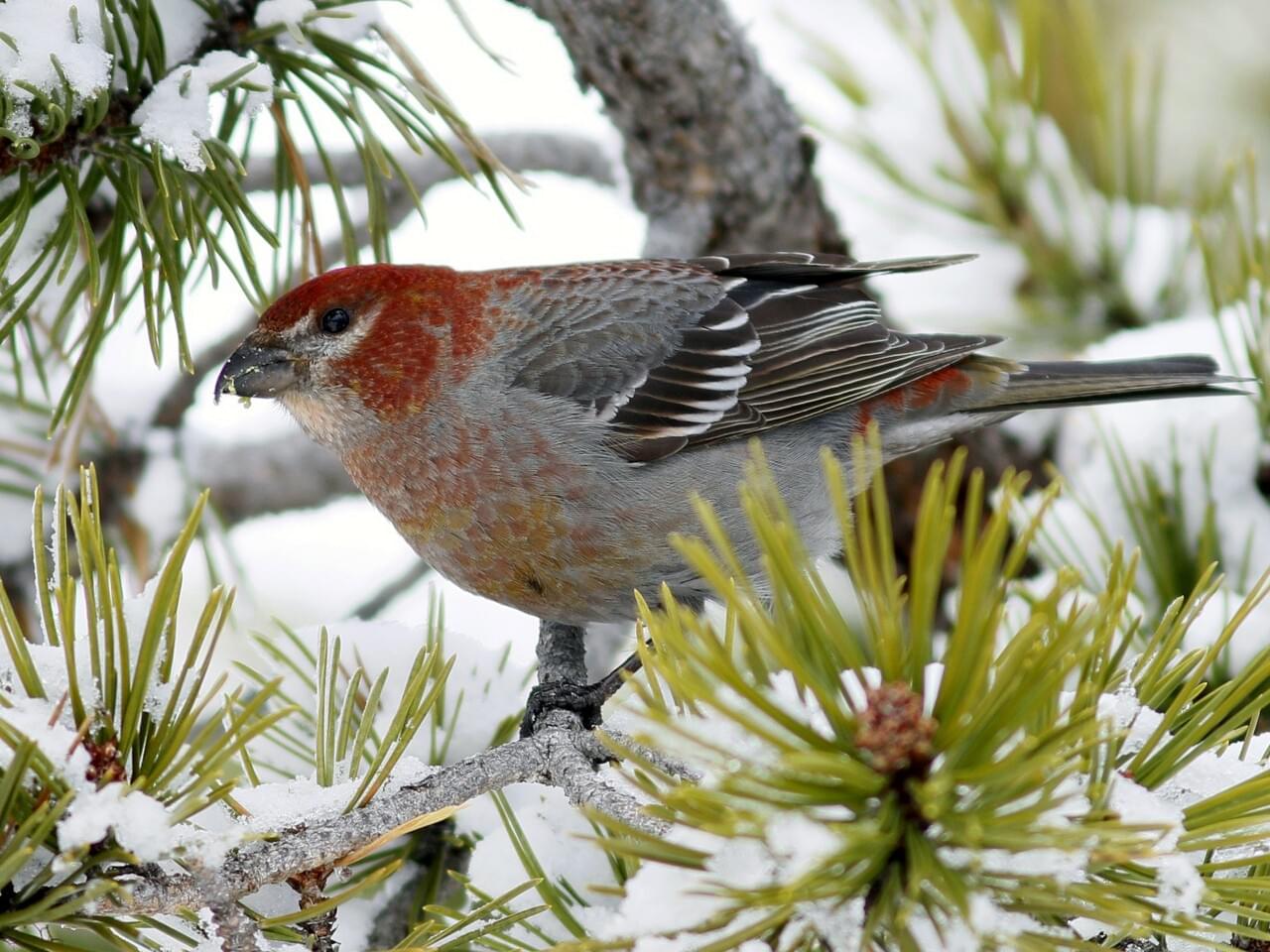 Pine Grosbeak