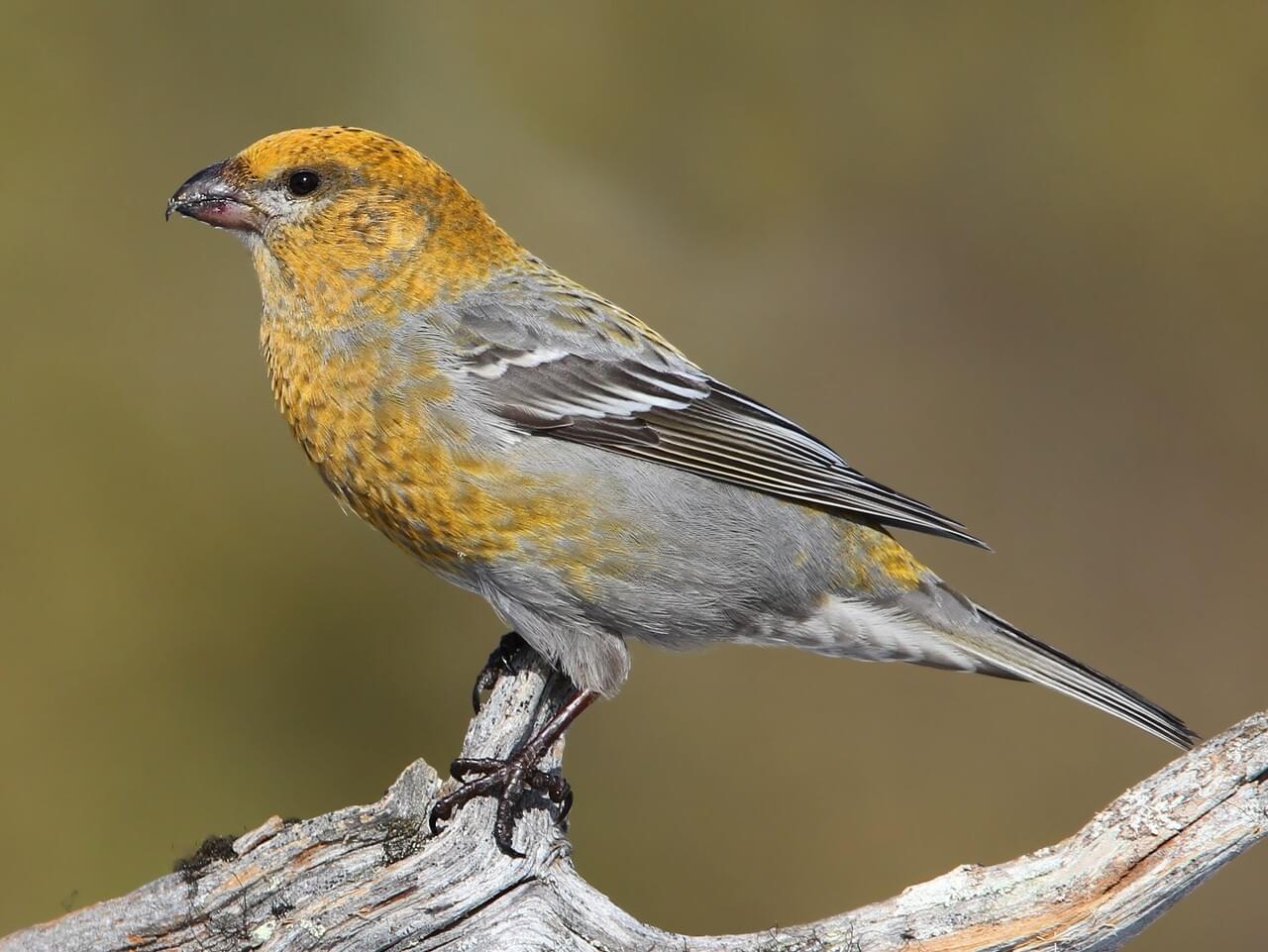 Pine Grosbeak