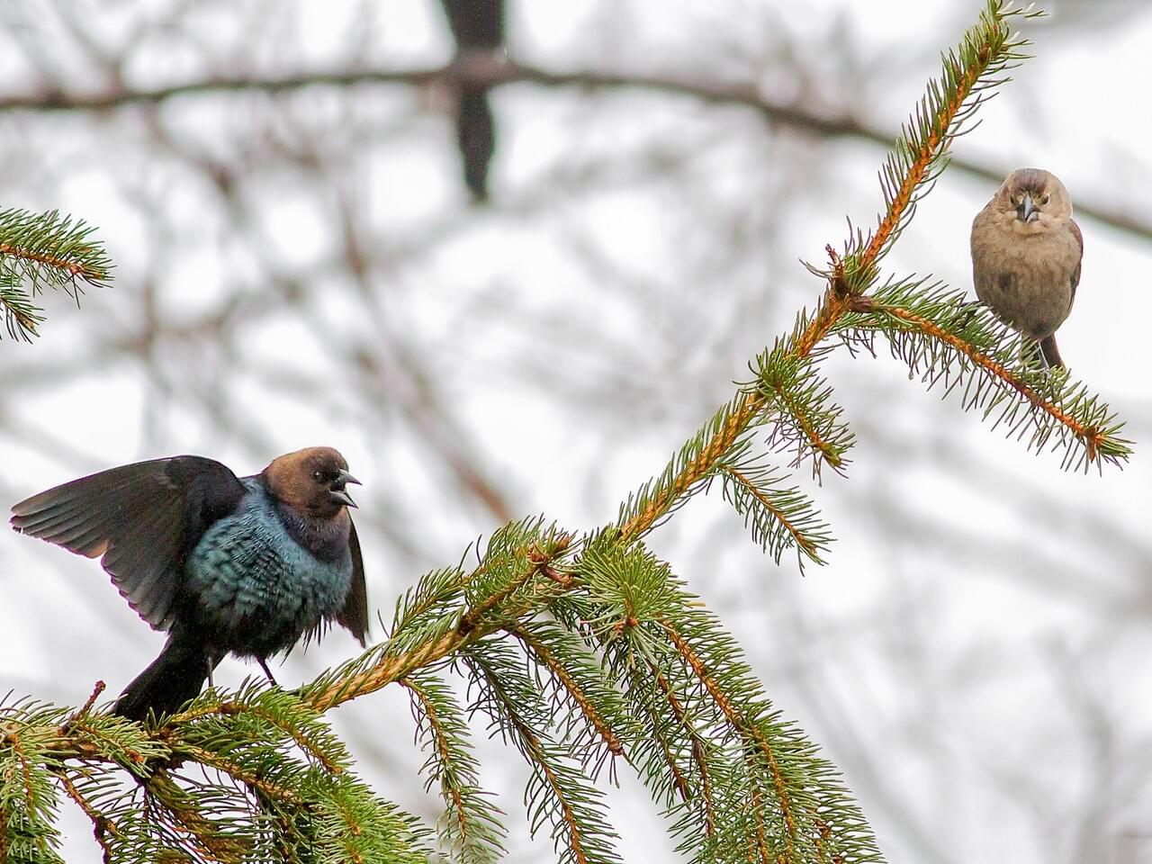 Brown-headed Cowbird