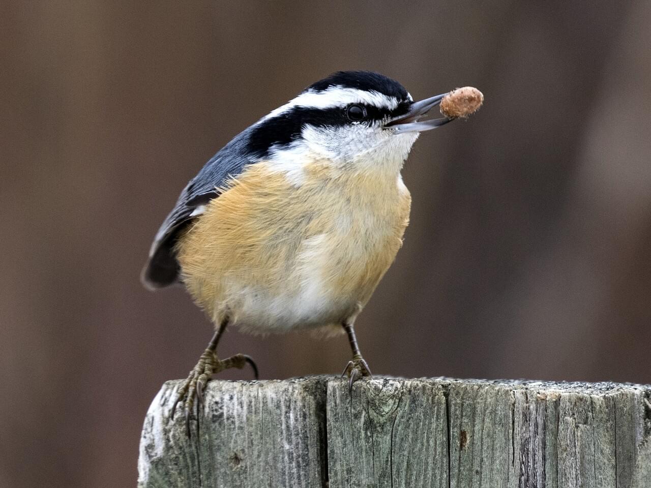 Red-breasted Nuthatch