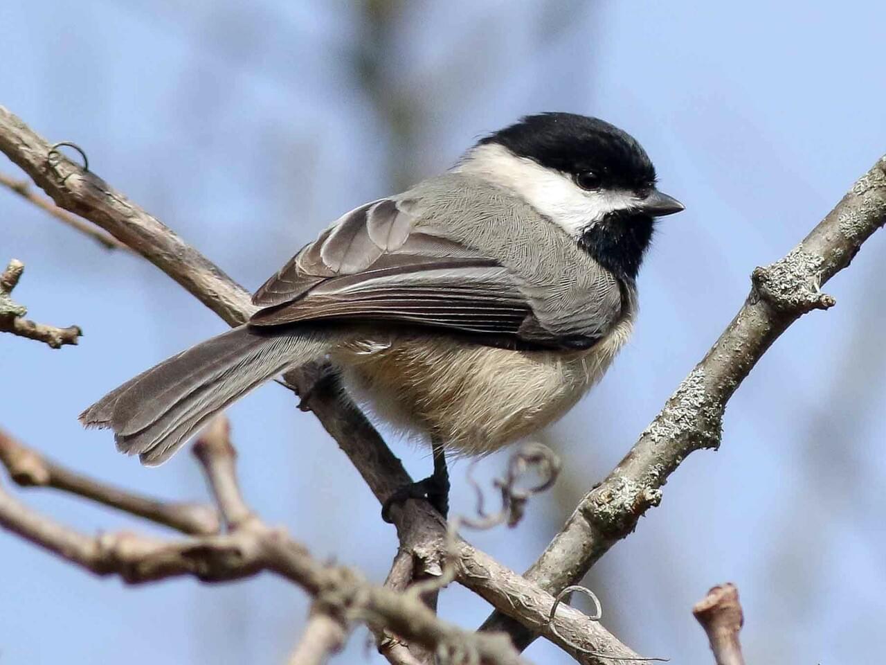 Carolina Chickadee
