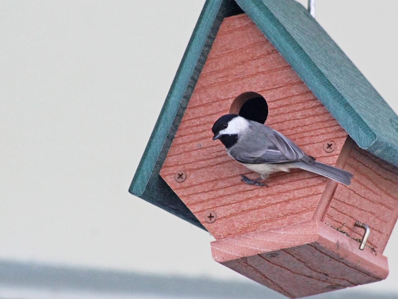 Carolina Chickadee