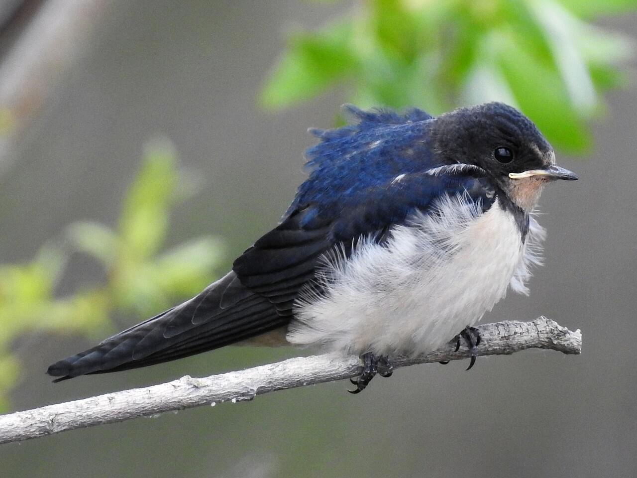 Barn Swallow