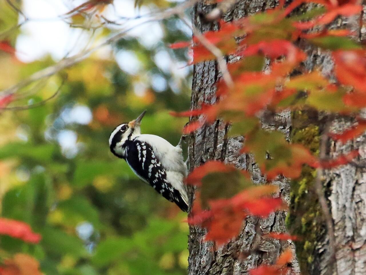 Hairy Woodpecker