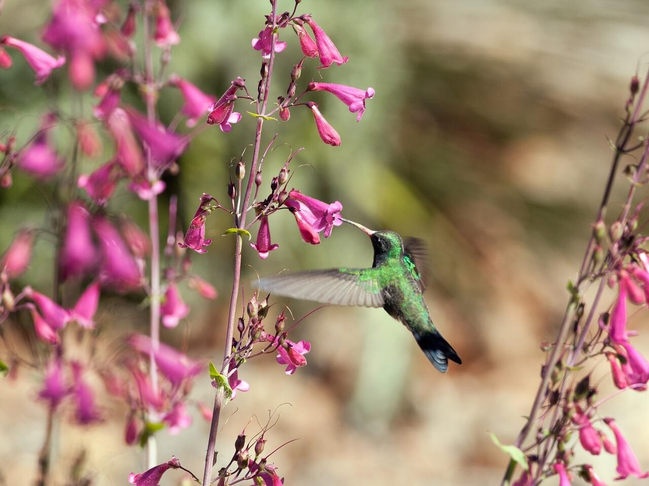 Broad-billed Hummingbird