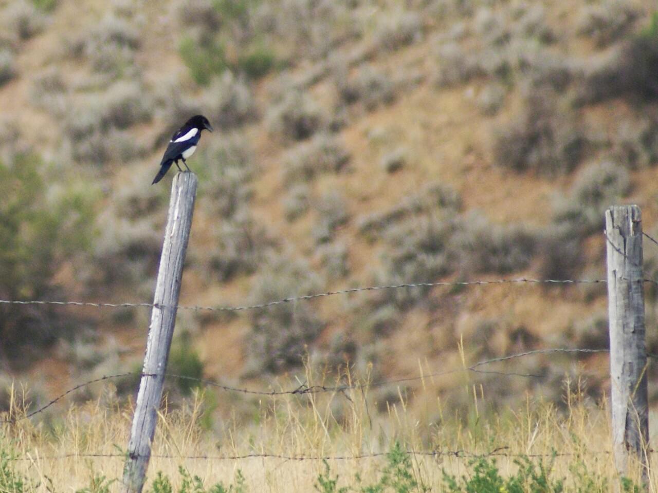 Black-billed Magpie
