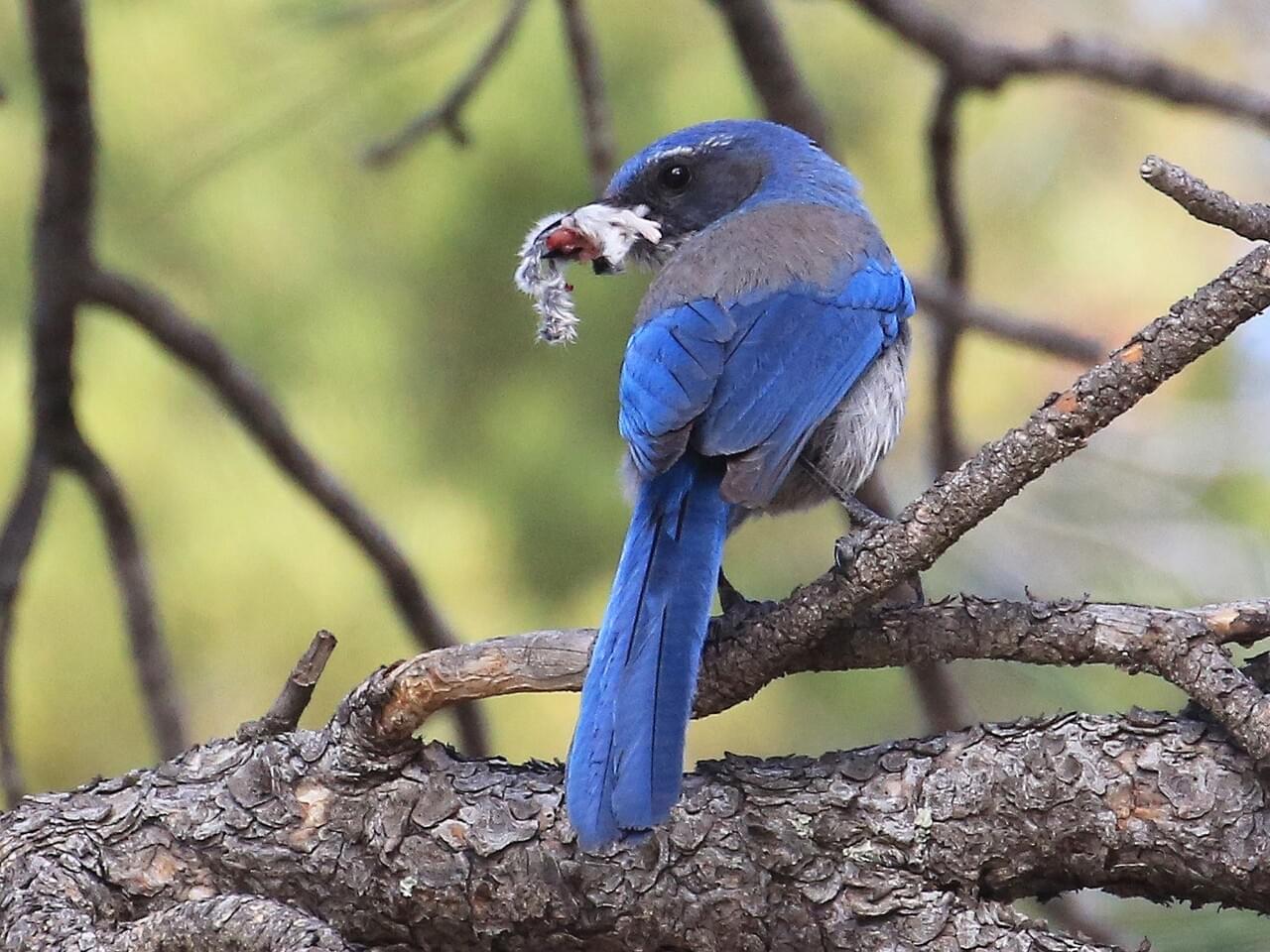 Woodhouse’s Scrub-Jay