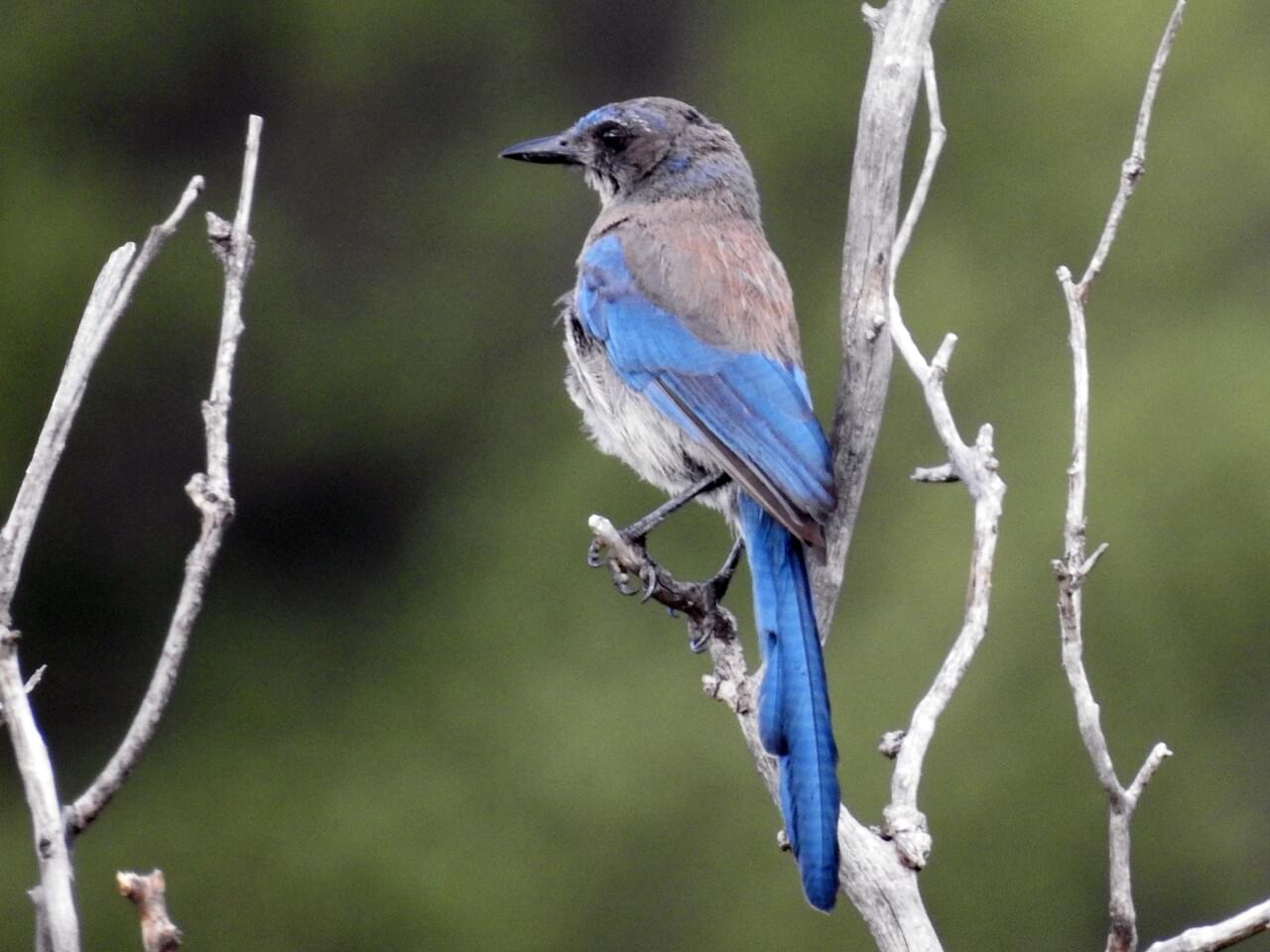 Woodhouse’s Scrub-Jay