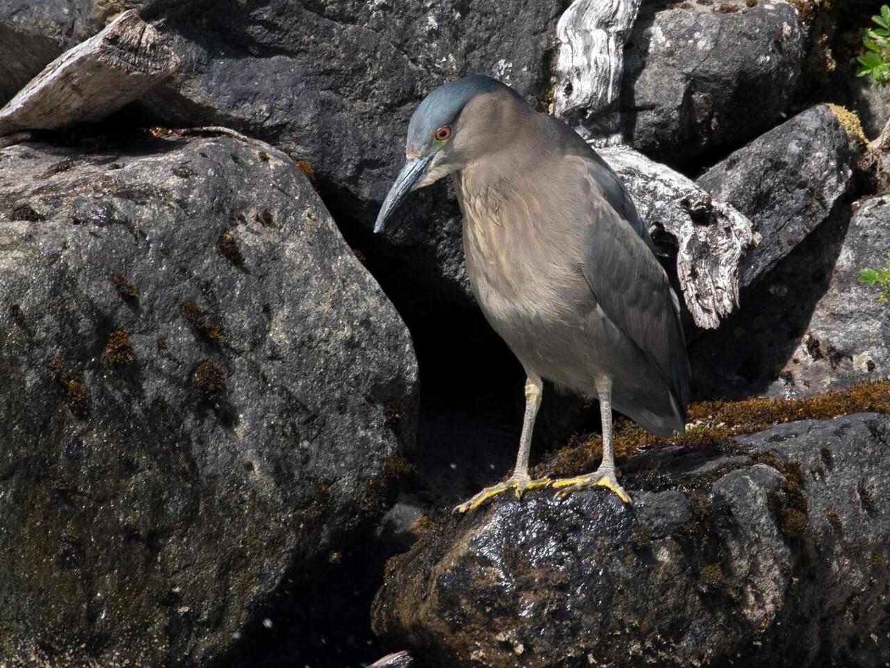 Black-crowned Night-Heron