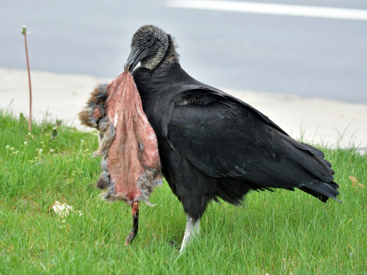 Black Vulture