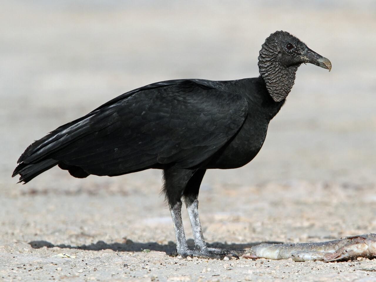 Black Vulture
