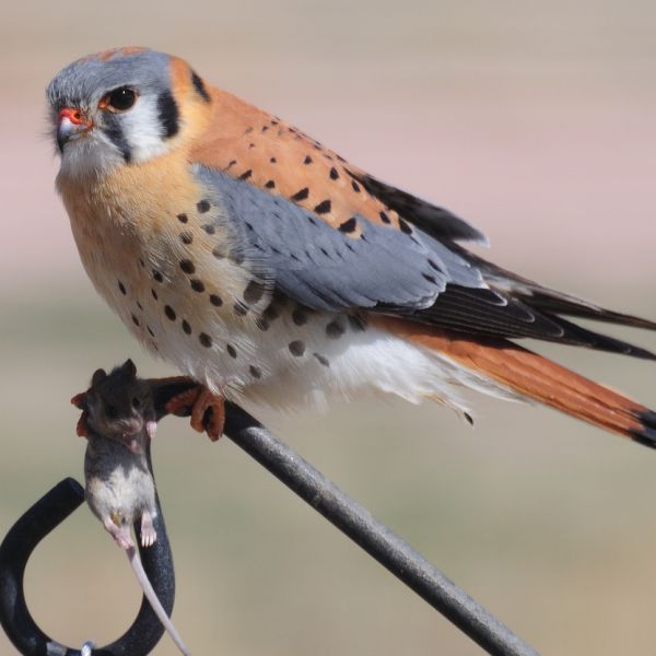 American Kestrel