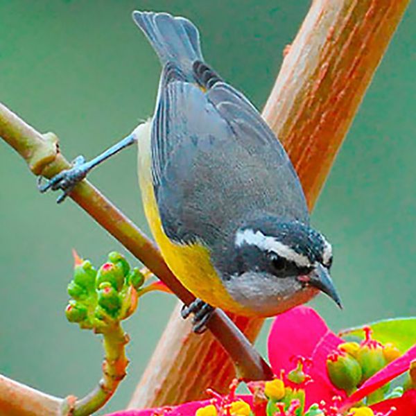 bananaquit