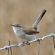 Bewick's Wren